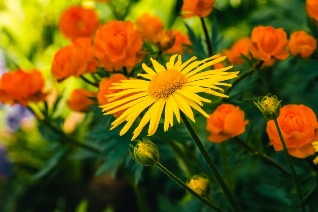 Arnica montana, l’antinfiammatorio naturale