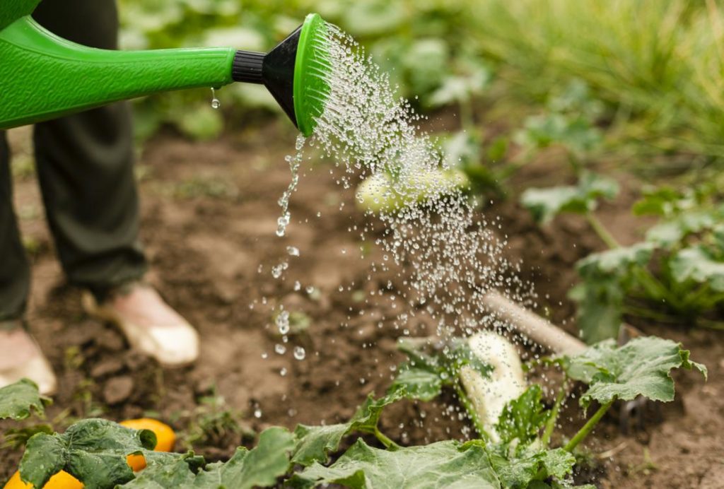 Da rifiuto tossico a risorsa nutraceutica