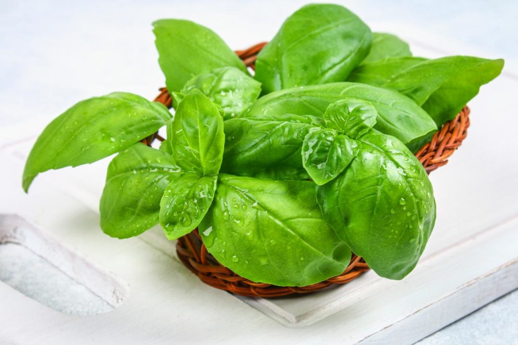 Da zero a cento con il basilico!!
