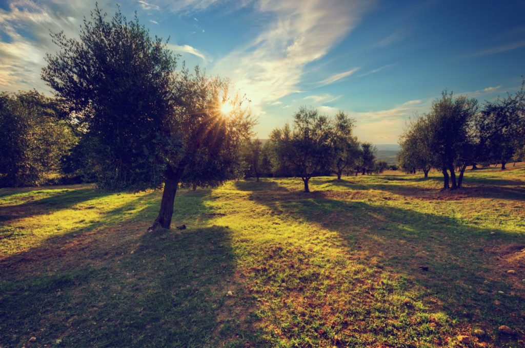 Differenze tra olio di oliva e olio extravergine di oliva