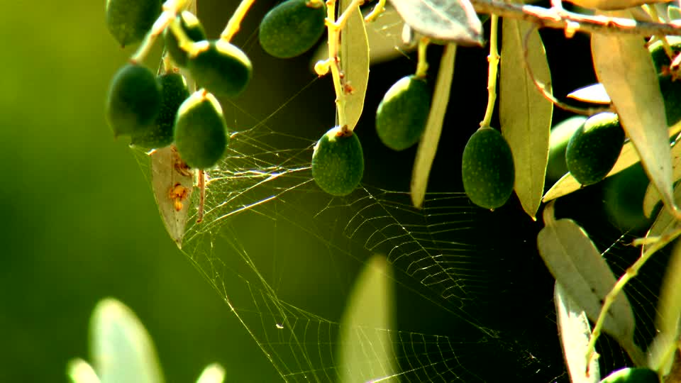 Il trono di Spider – gli insetti buoni e gli insetti cattivi dell’olivo