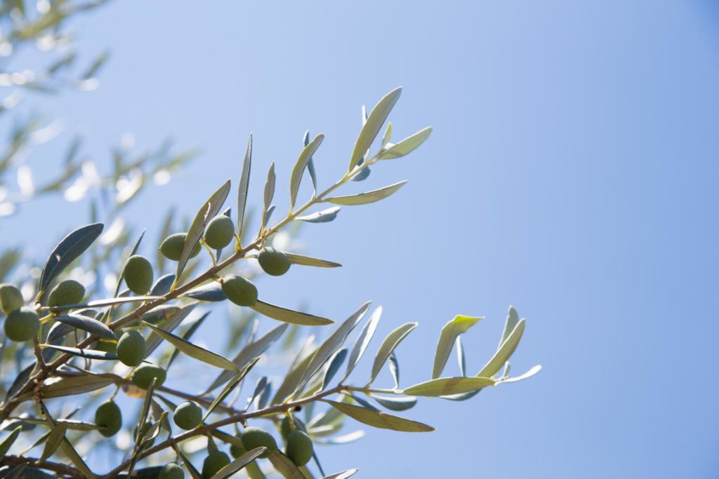 Radicali liberi e Antiossidanti